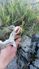 Fritillaria messanensis neglecta
