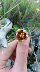 Fritillaria messanensis neglecta