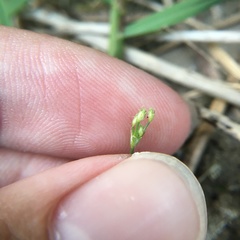 Fimbristylis squarrosa