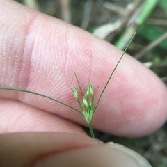 Fimbristylis squarrosa