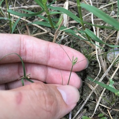 Fimbristylis squarrosa