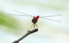Urothemis signata insignata