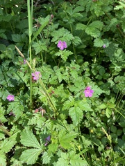 Geranium robertianum