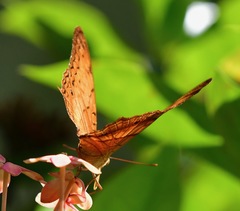 Vindula dejone erotella