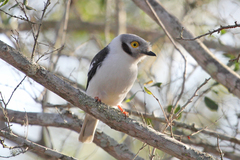 Prionops plumatus poliocephalus
