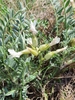 Astragalus sareptanus - Photo (c) Анна Митрошенкова, some rights reserved (CC BY), uploaded by Анна Митрошенкова