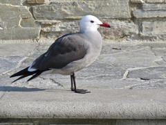 Larus heermanni