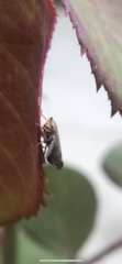 Cicadellidae