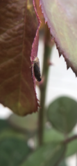 Cicadellidae