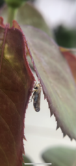 Cicadellidae