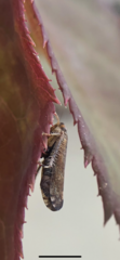 Cicadellidae