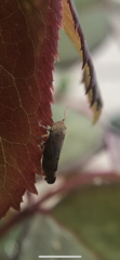 Cicadellidae