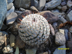 Mammillaria perezdelarosae