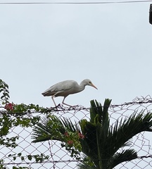 Bubulcus ibis