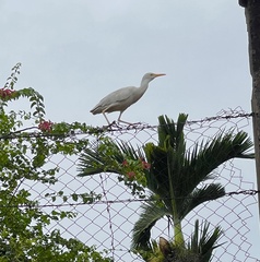Bubulcus ibis