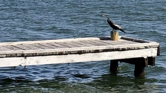 Anhinga novaehollandiae