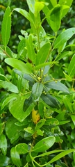 Phillyrea latifolia