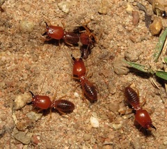 Syntermes molestus
