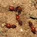 Mandibulate Nasute Termites - Photo (c) Rich Hoyer, some rights reserved (CC BY-NC-SA), uploaded by Rich Hoyer