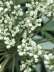 Angelica sinensis