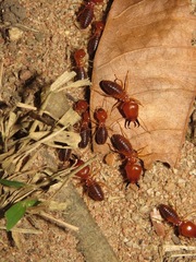 Syntermes molestus