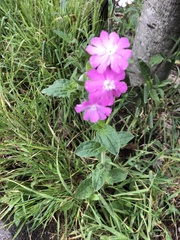 Silene dioica