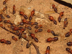 Syntermes molestus