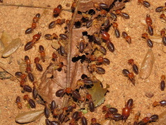 Syntermes molestus
