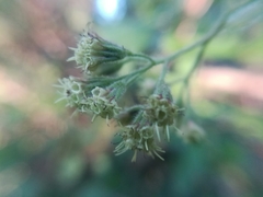 Koanophyllon longifolium