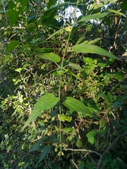 Koanophyllon longifolium