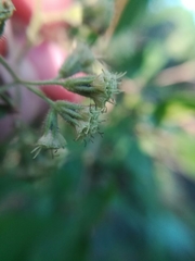 Koanophyllon longifolium