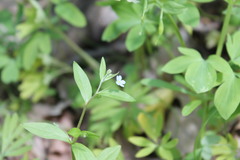 Memoremea scorpioides