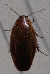 Epilamprinae