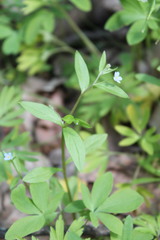 Memoremea scorpioides