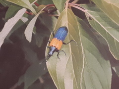 Desmocerus palliatus