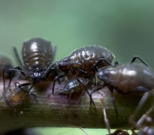 Rose Root Aphid