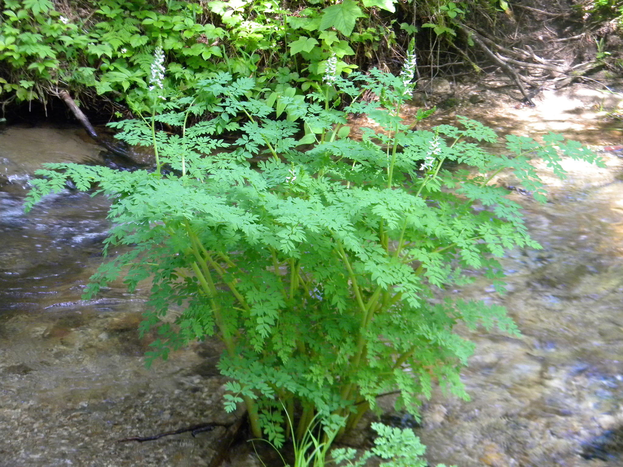 Corydalis caseana ssp. hastata