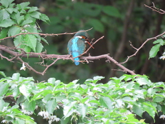 Alcedo atthis