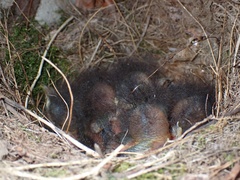 Erithacus rubecula