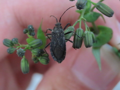 Hygia lativentris