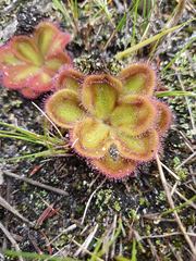 Drosera collina