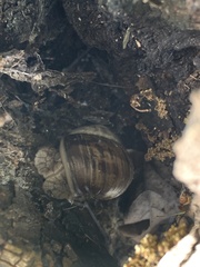 Helix pomatia