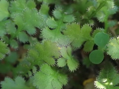 Leptinella traillii