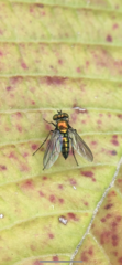 Condylostylus longicornis