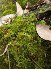 Thuidiopsis sparsa