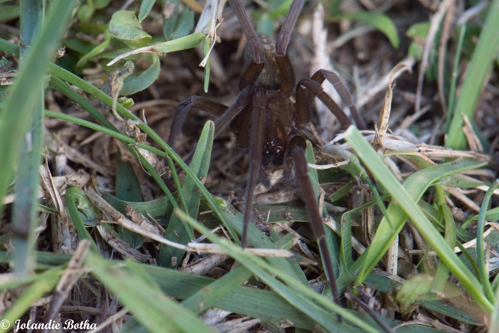 Namaquarachne tropata