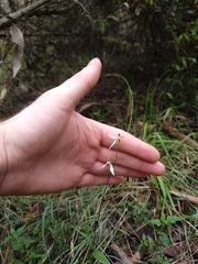 Eriochilus dilatatus