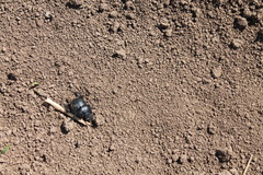 Lethrus apterus