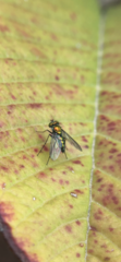 Condylostylus longicornis