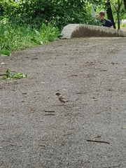 Passer domesticus
